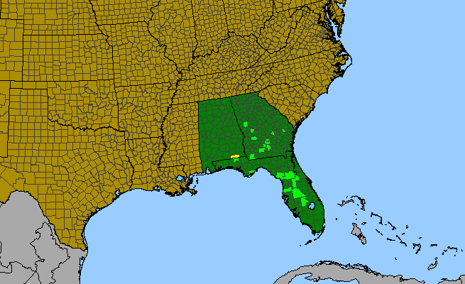 The range of Polygonum fimbriatum